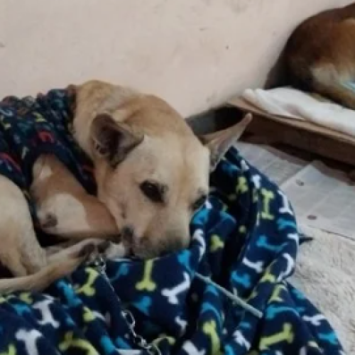 Em abrigo de animais fraude em PIX e falsa Veterinária