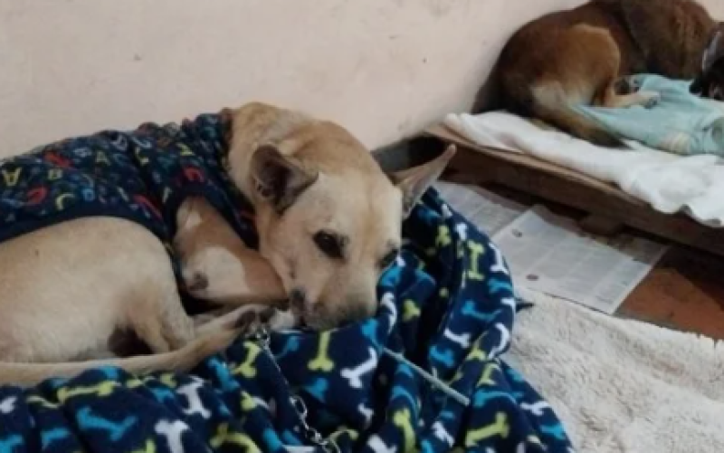 Em abrigo de animais fraude em PIX e falsa Veterinária