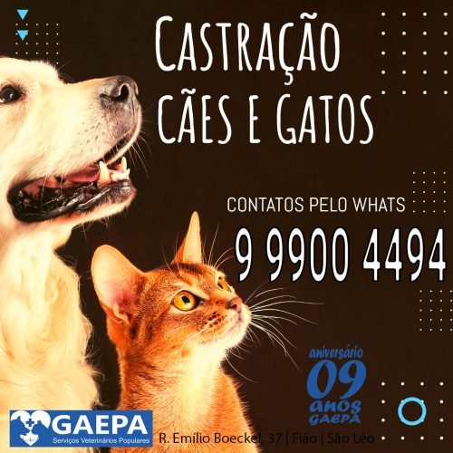 Agora, você pode agendar a castração do seu cão ou gato de forma segura e direta