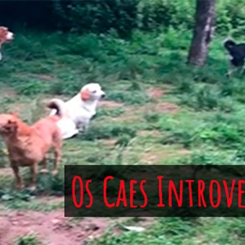Cães introvertidos se encontram no parque – Vídeo