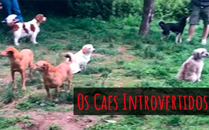 Pimenta Democrática 9 Cães introvertidos se encontram no parque – Vídeo