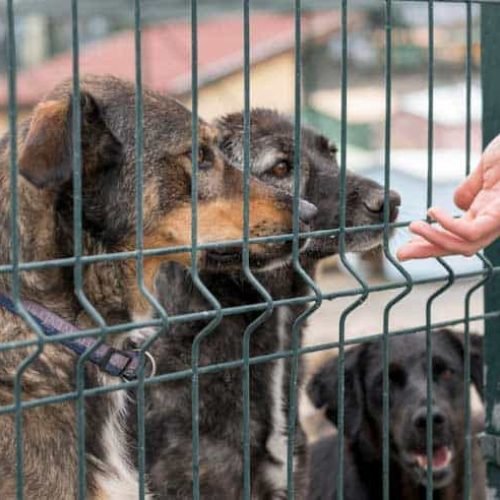 SEMPA não apresenta destino de 1.074 animais