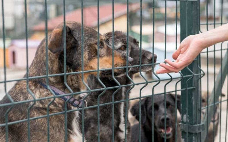 SEMPA não apresenta destino de 1.074 animais