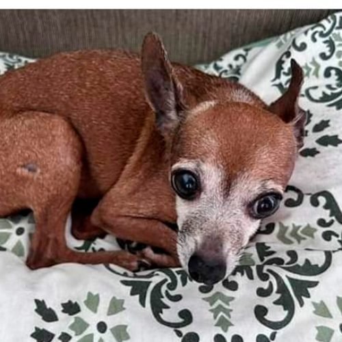 Quando somos descartados, humanos idosos e animais?