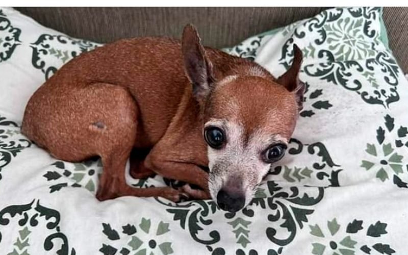 Quando somos descartados, humanos idosos e animais?